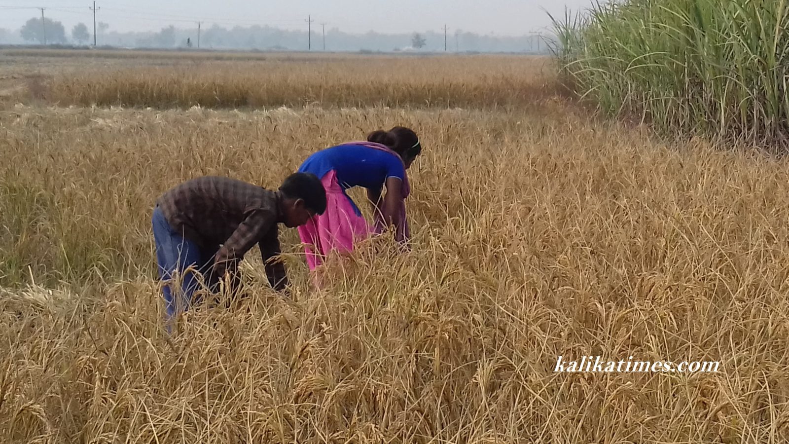 kisan-kalikatimes
