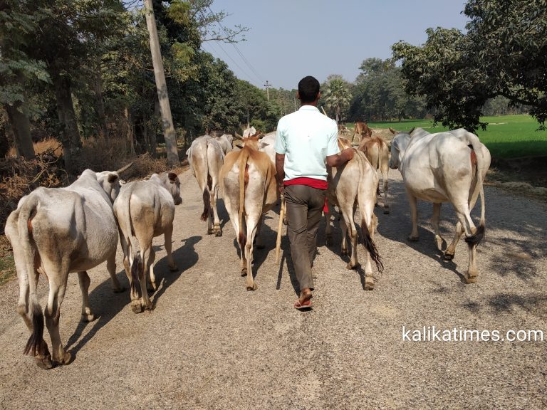 पर्साको ग्रामिण भेग सम्म अझै पुगेन व्यवसायिक पशुपालन