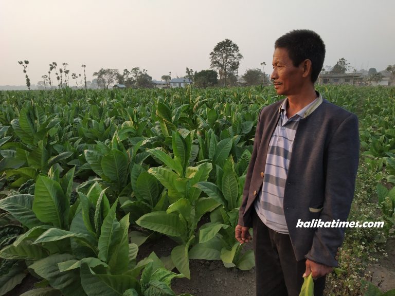 गाँजा खेती नियन्त्रण भए पछि जिराभवानी र ठोरीमा सुर्ति खेती