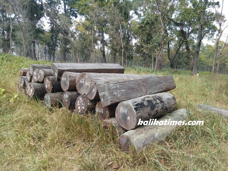 रंगपुर रेन्जपोष्टमा एक हजार क्युफिट काठ कुहिने अवस्थामा