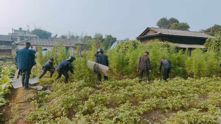 प्रहरीद्वारा ३० कठ्ठा गाँजा खेती नष्ट