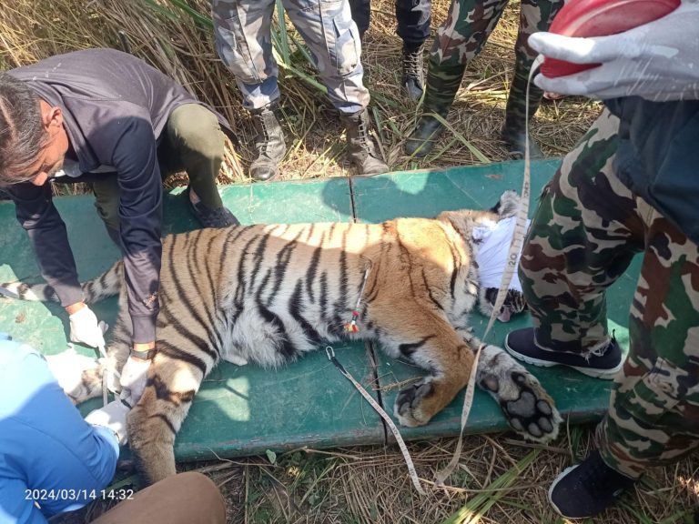 मानव बस्तीमा आतंक मच्चाउँदै आएकाे बाघ नियन्त्रणमा
