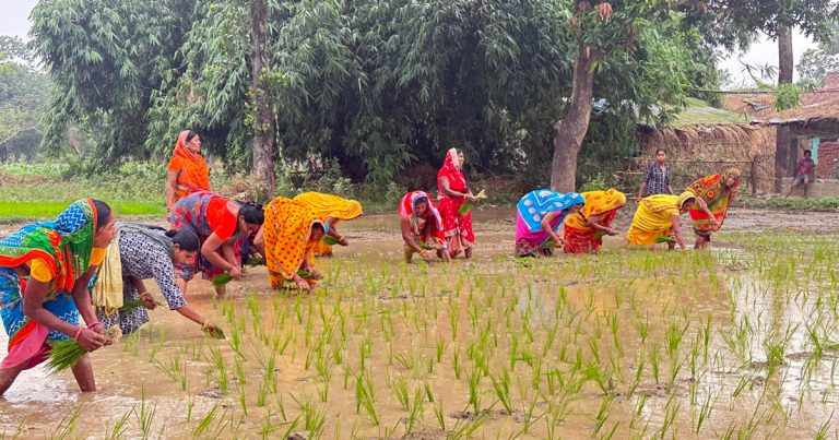 पर्सामा ९० प्रतिशत रोपाइँ सकियो