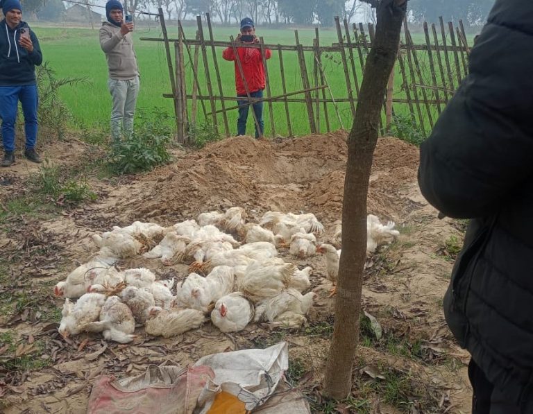 भारतबाट ल्याइएका ब्रोइलर कुखुरा नष्ट