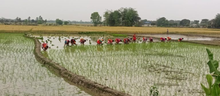 चैते धानबालीको रोपाईका समयमा पनि रासायनिक मलको अभाव