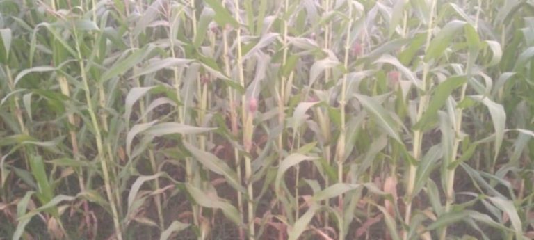 सखुवा प्रसौनीमा लगाइएकाे मकैबालीमा घोगा तथा घोगामा दाना लागेन