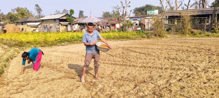 ग्रामीण भेगमा वर्षे धानको बीऊ राख्न शुरु, बीऊमा पनि भारतमै निर्भर