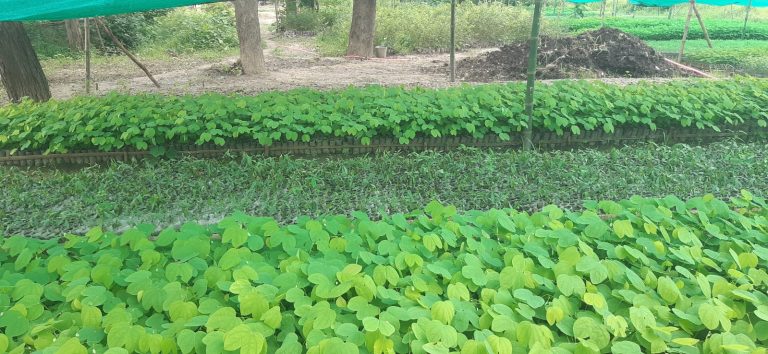 वन कार्यालय पर्साद्वारा ८.५ लाख बिरुवा निःशुल्क वितरण