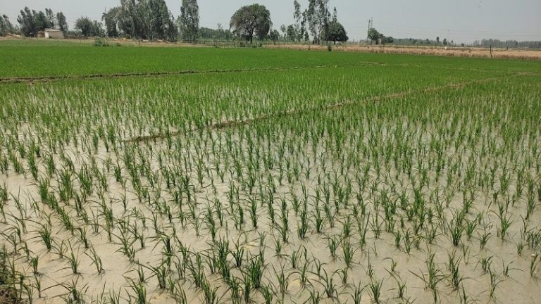धेरै दिनपछि परेको वर्षाले पर्सा–बारा क्षेत्रका किसानको अनुहारमा ल्यायो मुस्कान