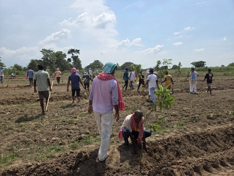 जगरनाथपुरकाे पिडारीमा गरिएकाे वृक्षारोपण अज्ञात समूहले नष्ट गर्‍यो