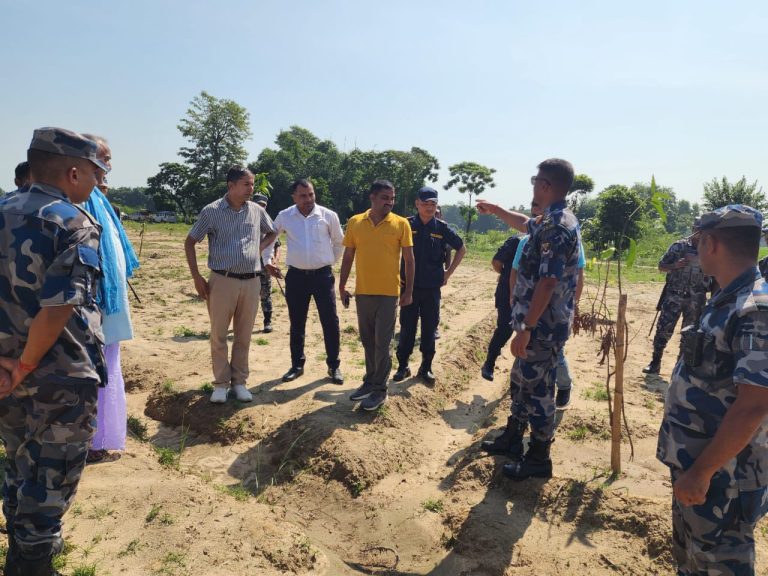 जगरनाथपुर गाउँपालिकामा उखेलिएका विरुवामा पुनः रोपियाे