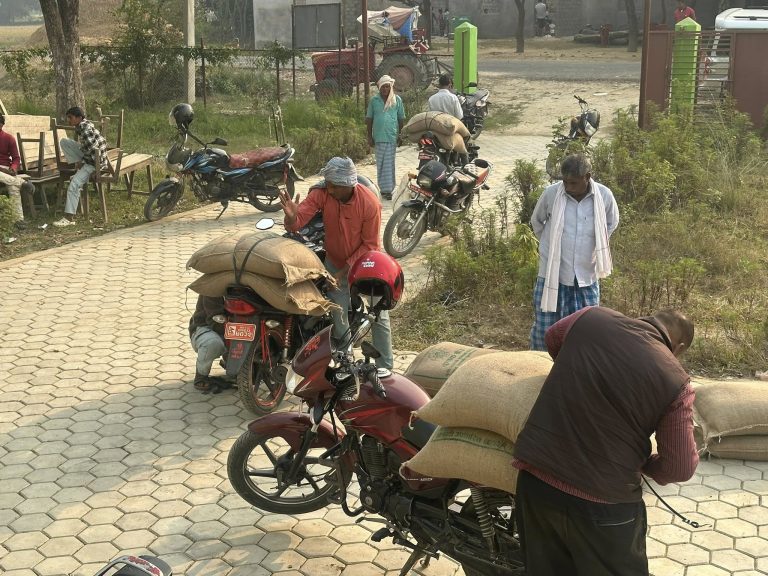 जगरनाथपुर गाउँपालिकामा ५०% अनुदानमा उन्नत गहुँ बीउ वितरण