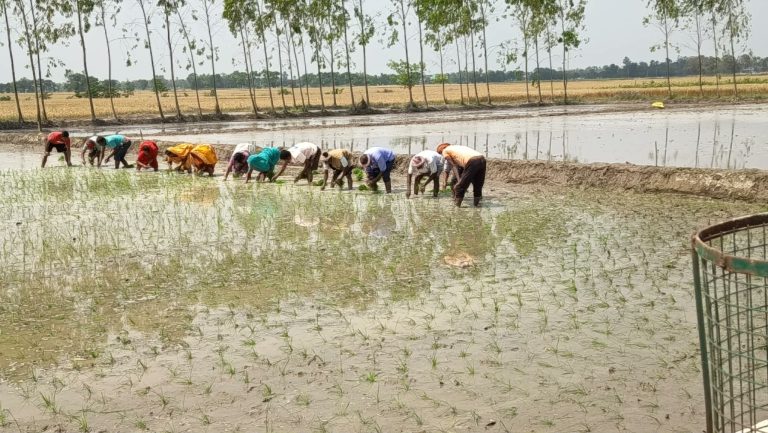 पर्सामा चैते धानको रोपाइँ सुरु, हर्दिनाथ–१ जातप्रति किसानको आकर्षण बढ्दो