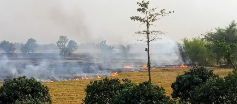गहुँबालीपछि छवाली जलाउने क्रम बढ्दा ग्रामीण क्षेत्रमा आगलागी जोखिम उच्च