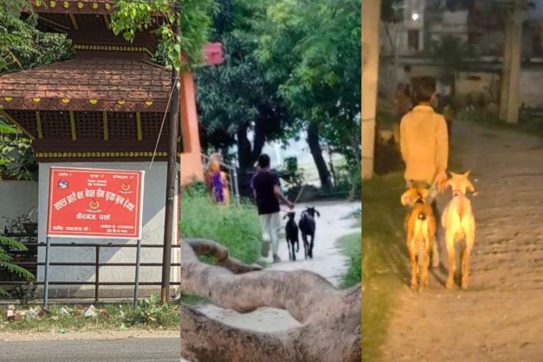 वीरगंज भन्सार पछाडि खसी–बोकाको तस्करी, सशस्त्र प्रहरीमाथि मिलेमतोको आरोप